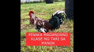 Sabong tips PINAKA MAGANDANG KLASE NG TARI SA MANOK [upl. by Enneira802]