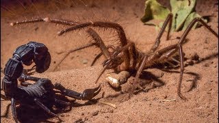 Black Widow Spider vs Scorpion [upl. by Chalmer]