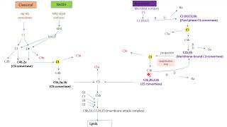 Complement system النظام المتمم [upl. by Dwaine432]