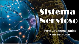 Sistema Nervioso parte 1 Generalidades y sus neuronas [upl. by Ardried]