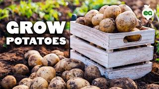 How to Grow EASY Potatoes From Seed to Harvest 🥔 [upl. by Terina]