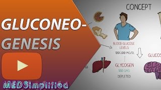 Gluconeogenesis Pathway Made Simple  BIOCHEMISTERY [upl. by Ecyal767]