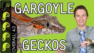 Gargoyle Gecko The Best Pet Reptile [upl. by Kilbride]