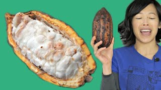 COCOA POD  How to Open amp Eat a Cacao Pod  Fruity Fruits [upl. by Roxy]