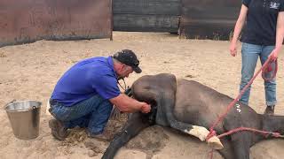 Horse Castration with the Henderson Tool at Narrogin Agricultural School [upl. by Grossman858]