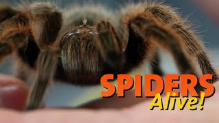 Spiders Alive  Spider Facts 101 [upl. by Siaht111]