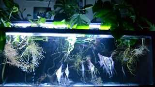 Wild Angelfish scalare amp altum in Amazon biotope style aquarium [upl. by Holle]