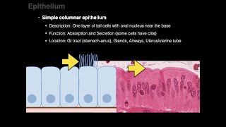 Epithelium [upl. by Alya]