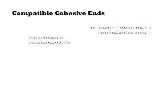 T4 DNA Ligase [upl. by Yaniv]