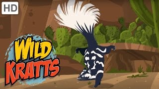 Wild Kratts  You Have Been Skunked [upl. by Siulegroj]