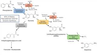 Catecholamine Biosynthesis Pathway [upl. by Illil]