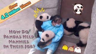 TOP 10 CUTEST BABY PANDA VIDEOS [upl. by Elkin]