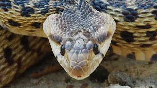 Gopher Snake mimicking a Rattlesnake [upl. by Eissoj538]