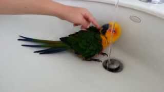 My Jenday Conure loves her baths [upl. by Audra]