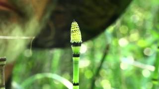 Equisetum hyemale releases spores [upl. by Janessa]