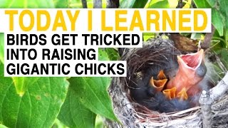 TIL These Birds Trick Others Into Raising Their Gigantic Kids  Today I Learned [upl. by Furtek]