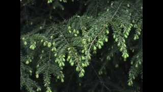 How to Identify Eastern Hemlock Trees [upl. by Eniarda153]