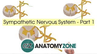 Sympathetic Nervous System Anatomy  Part 1 [upl. by Aicital]