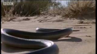 How snakes move amp run  Serpent  BBC Animals [upl. by Nerot]