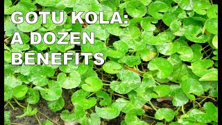 Gotu kola 12 Medicinal Benefits [upl. by Aramoy]