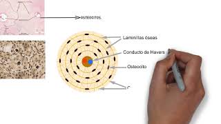 Tejido óseo compacto [upl. by Zoie]