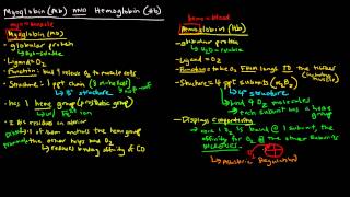 Myoglobin and Hemoglobin Compare and Contrast [upl. by Nivloc]