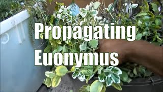 Propagating Euonymus Shrubs  How To Propagate Plants [upl. by Eyahc]