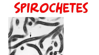 Spirochetes [upl. by Helbonnas714]