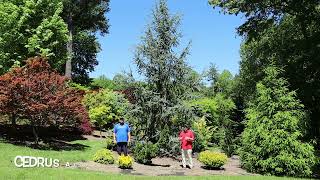 Cedrus Atlantica Fastigiata Blue Atlas Cedar Large Specimen Garden  Conifer Collector [upl. by Anisamot]