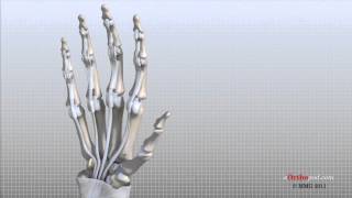 Hand Anatomy Animated Tutorial [upl. by Jackqueline]