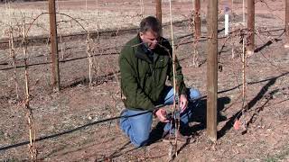 Pruning Grapevine after First Year [upl. by Par452]